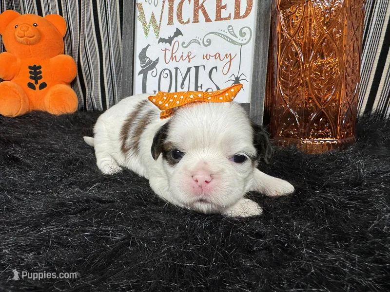 Taz – Shih Tzu puppy for sale in Waynesville, MO