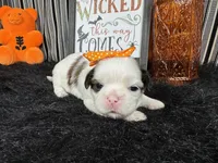 Taz, a female Shih Tzu for sale in Waynesville, MO – 1 of 3