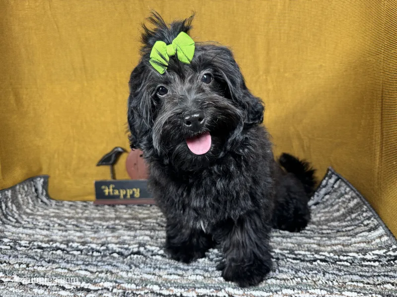 Angie – Havapoo puppy for sale in Waynesville, MO