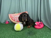 Patrick, a male Miniature Dachshund for sale in Waynesville, MO – 3 of 3