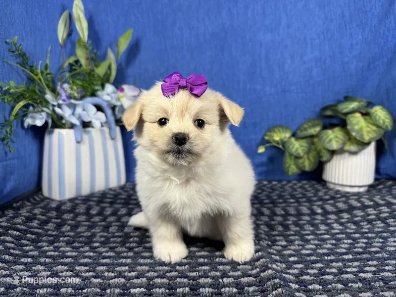 Bridget – Pomapoo puppy for sale in Waynesville, MO