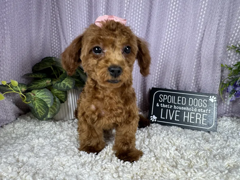 Daisy – Poodle - Toy  puppy for sale in Waynesville, MO