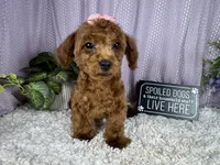Daisy, a female Poodle - Toy  for sale in Waynesville, MO – 4 of 9