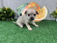 Banks, a male Chihuahua for sale in Waynesville, MO – 3 of 4