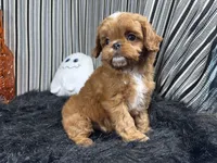 David, a male Cavapoo for sale in Waynesville, MO – 3 of 3