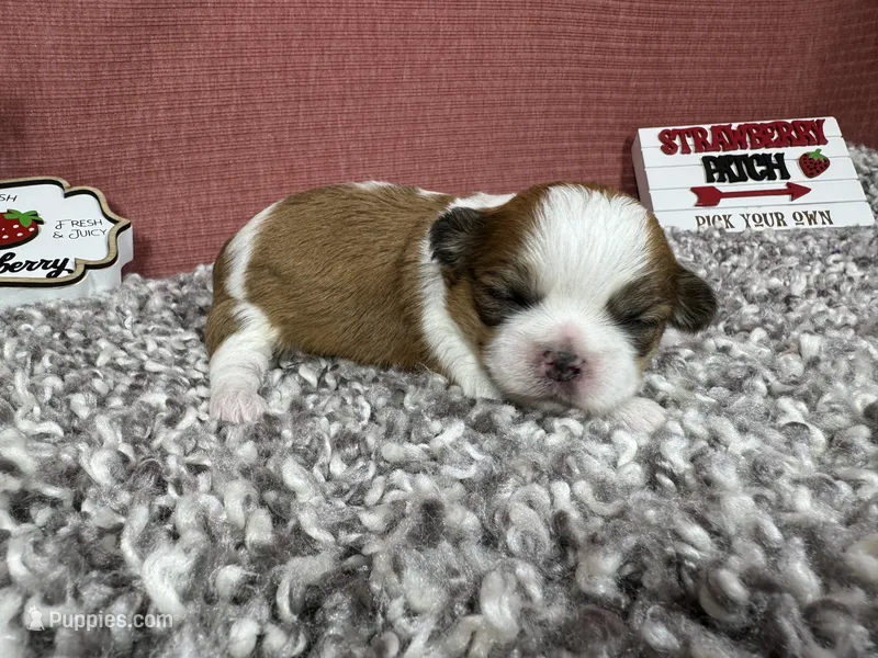 Taya – Shih Tzu puppy for sale in Waynesville, MO