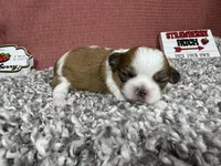 Taya, a female Shih Tzu for sale in Waynesville, MO – 1 of 3
