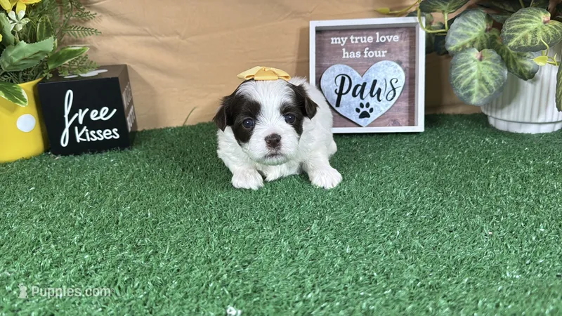 Treasure – Shih Tzu puppy for sale in Waynesville, MO