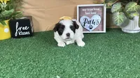 Treasure, a female Shih Tzu for sale in Waynesville, MO – 1 of 3