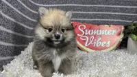 Faye, a female Pomeranian for sale in Waynesville, MO – 2 of 4