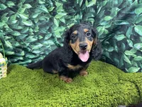 Lennox, a male Miniature Dachshund for sale in Waynesville, MO – Photo 6 of 9