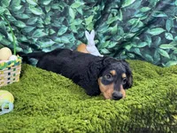 Lennox, a male Miniature Dachshund for sale in Waynesville, MO – Photo 5 of 9