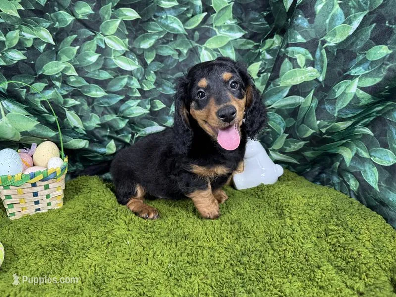 Lennox – Miniature Dachshund puppy for sale in Waynesville, MO