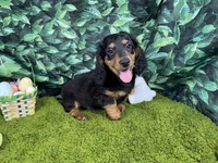 Lennox, a male Miniature Dachshund for sale in Waynesville, MO – Photo 4 of 9