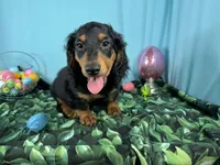 Lennox, a male Miniature Dachshund for sale in Waynesville, MO – Photo 3 of 9