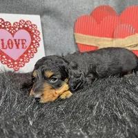 Lennox, a male Miniature Dachshund for sale in Waynesville, MO – Photo 8 of 9
