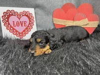 Lennox, a male Miniature Dachshund for sale in Waynesville, MO – Photo 2 of 3