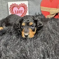 Lennox, a male Miniature Dachshund for sale in Waynesville, MO – Photo 7 of 9