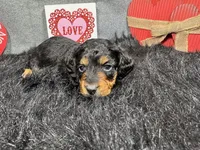 Lennox, a male Miniature Dachshund for sale in Waynesville, MO – Photo 1 of 3