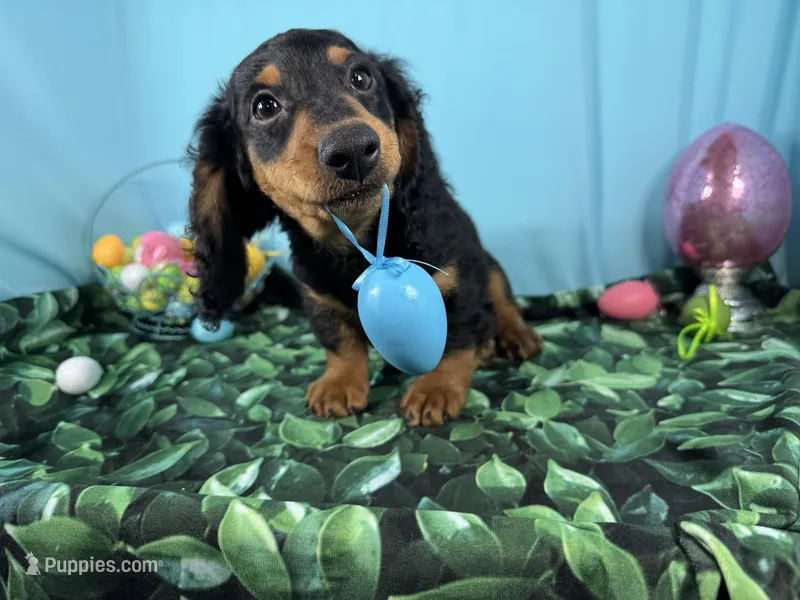 Lennox – Miniature Dachshund puppy for sale in Waynesville, MO