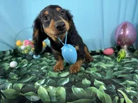 Lennox, a male Miniature Dachshund for sale in Waynesville, MO – Photo 1 of 9