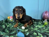 Lennox, a male Miniature Dachshund for sale in Waynesville, MO – Photo 2 of 9