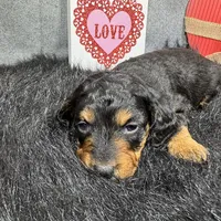 Lennox, a male Miniature Dachshund for sale in Waynesville, MO – Photo 9 of 9