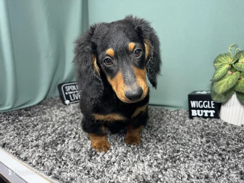 Lennox – Miniature Dachshund puppy for sale in Waynesville, MO
