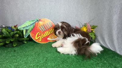 Gilroy, a male Shih Tzu for sale in Waynesville, MO – 4 of 8