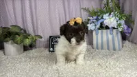 Tabby, a female Shih Tzu for sale in Waynesville, MO – 8 of 10