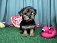 Scottie, a male Yorkshire Terrier for sale in Waynesville, MO – 2 of 3