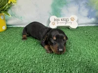 Tink, a female Miniature Dachshund for sale in Waynesville, MO – 3 of 3