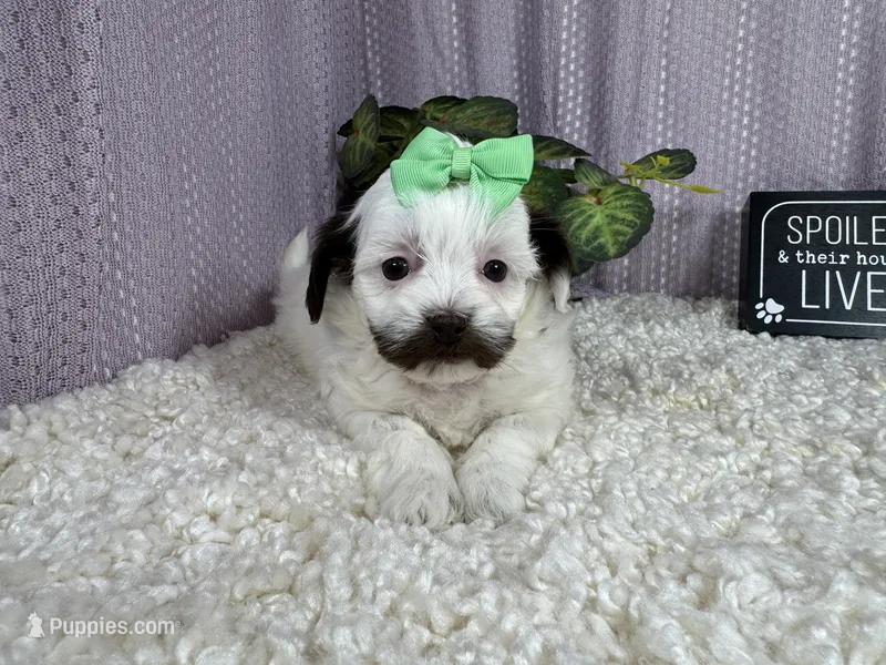 Timber – Shih Tzu puppy for sale in Waynesville, MO