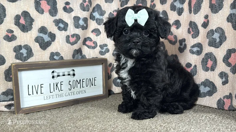 Gypsy – Shih Tzu, Poodle - Toy  puppy for sale in Waynesville, MO