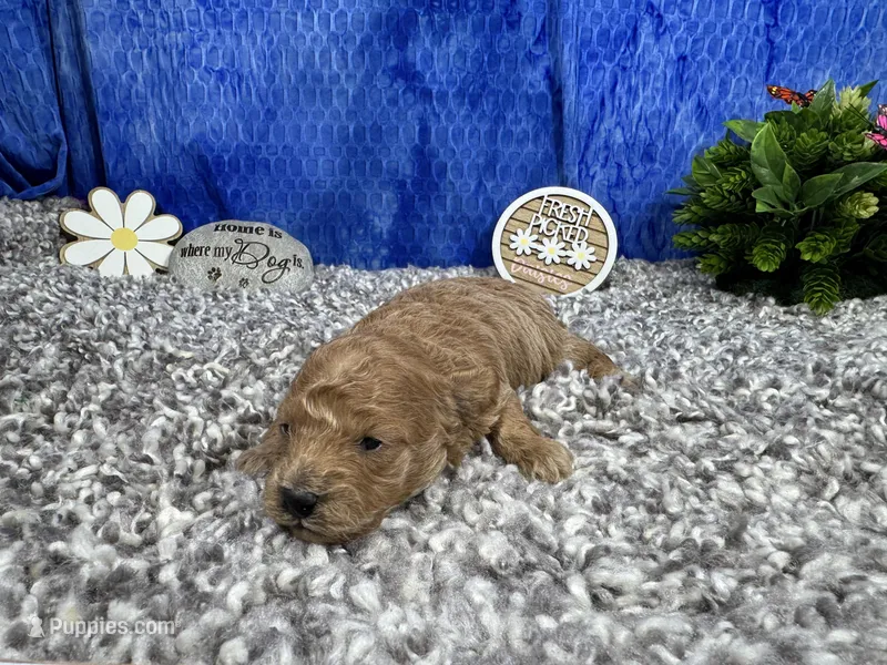 Astro – Maltipoo puppy for sale in Waynesville, MO