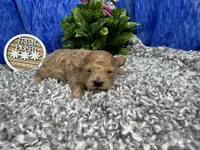 Astro, a male Maltipoo for sale in Waynesville, MO – 3 of 4