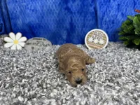 Astro, a male Maltipoo for sale in Waynesville, MO – 2 of 4