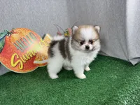 Baker, a male Pomeranian for sale in Waynesville, MO – 7 of 9