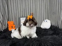 Tabby, a female Shih Tzu for sale in Waynesville, MO – 3 of 10