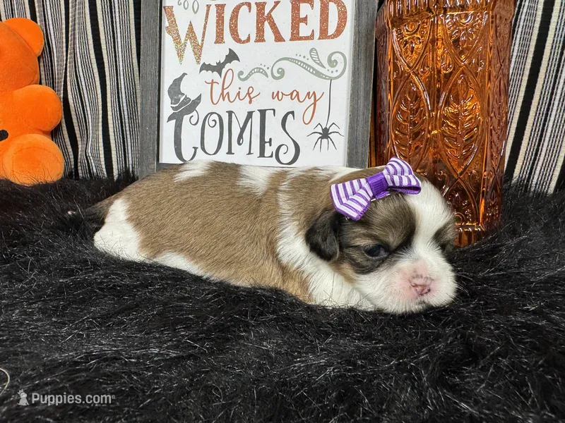 Tansy – Shih Tzu puppy for sale in Waynesville, MO
