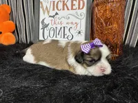 Tansy, a female Shih Tzu for sale in Waynesville, MO – 1 of 3