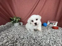 Ian, a male Havamalt for sale in Waynesville, MO – 4 of 10