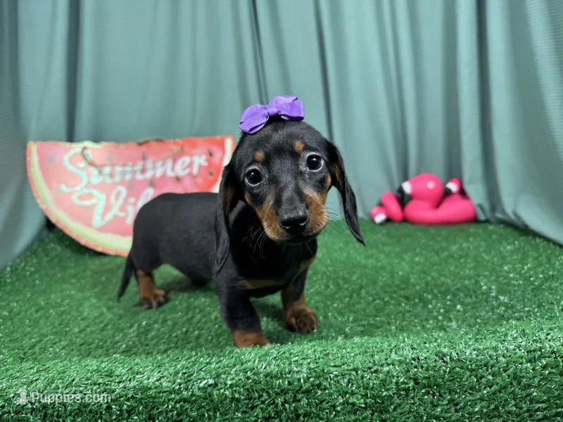 Pepper – Miniature Dachshund puppy for sale in Waynesville, MO