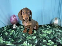 Lincoln, a male Miniature Dachshund for sale in Waynesville, MO – Photo 9 of 9