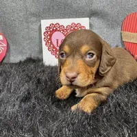 Lincoln, a male Miniature Dachshund for sale in Waynesville, MO – Photo 5 of 9