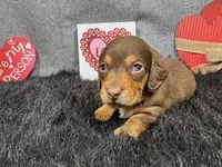 Lincoln, a male Miniature Dachshund for sale in Waynesville, MO – Photo 2 of 3