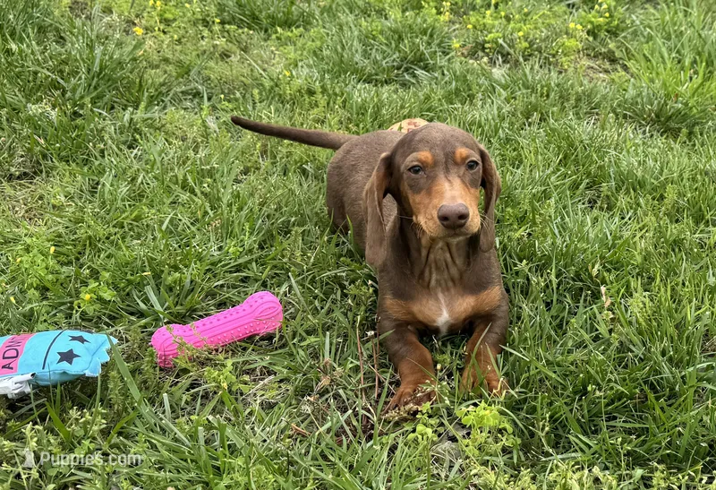 Lincoln – Miniature Dachshund puppy for sale in Waynesville, MO