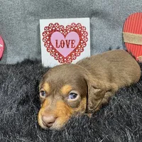 Lincoln, a male Miniature Dachshund for sale in Waynesville, MO – Photo 6 of 9