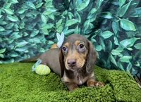 Lincoln, a male Miniature Dachshund for sale in Waynesville, MO – Photo 2 of 9