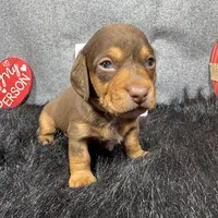 Lincoln, a male Miniature Dachshund for sale in Waynesville, MO – Photo 4 of 9